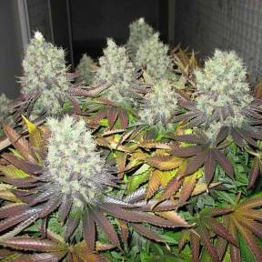 Тұқымдар Amsterdam Flame regular Ganja Seeds