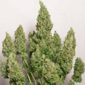 Тұқымдар тұқымдары Anubis regular Ganja Seeds