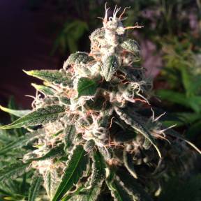 Auto Think Different feminised Ganja Seeds