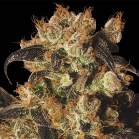 Auto Whiteberry regular Ganja Seeds