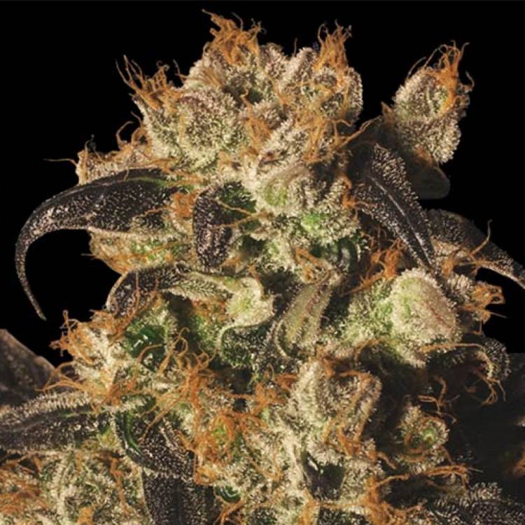 Auto Whiteberry regular Ganja Seeds