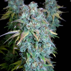 Каннабис тұқымдары Magic Bud regular Ganja Seeds