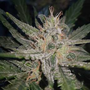 Тұқымдар тұқымдары Blue Cheese regular Ganja Seeds