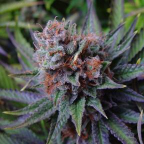 Тұқымдар Blueberry feminised Ganja Seeds