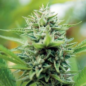 Каннабис тұқымдары Alexandriya regular Ganja Seeds