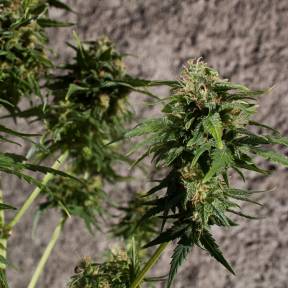 Тұқымдар тұқымдары Hash Passion regular Ganja Seeds