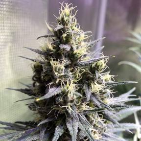 Auto Chocolope feminised Ganja Seeds