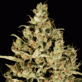Atomical Haze feminised Ganja Seeds