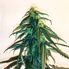 Марихуана тұқымдары Mama Mia regular Ganja Seeds