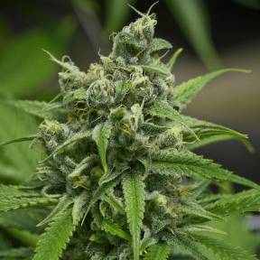 Auto Haze Gom feminised Ganja Seeds