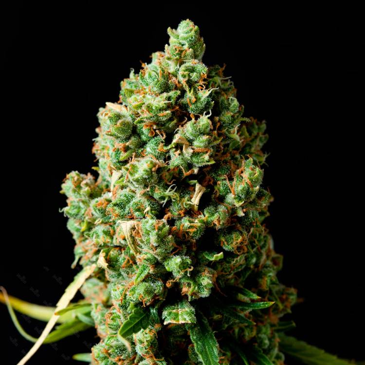 Марихуана тұқымдары Critical Kush feminised Ganja Seeds