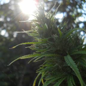 Auto Heaven feminised Ganja Seeds