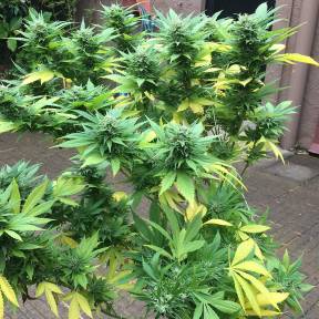 Каннабис тұқымдары Durban Poison feminised Ganja Seeds