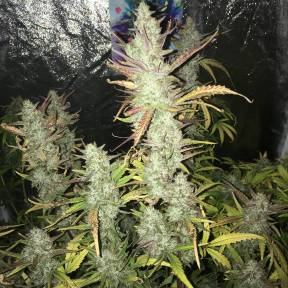 Auto Gorilla Girl XL feminised Ganja Seeds