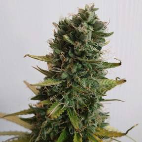 Марихуана тұқымдары Lowgold regular Ganja Seeds