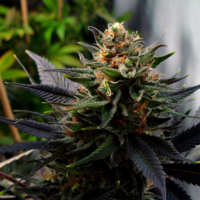 Auto Lavender feminised Ganja Seeds