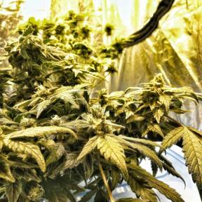 Каннабис тұқымдары Flowershell Bomb feminised Ganja Seeds