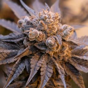 Auto Purple Punch OG XL feminised Ganja Seeds