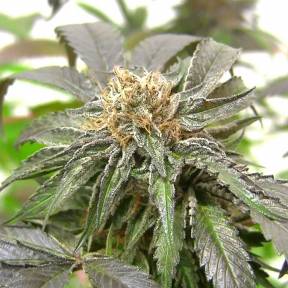 Тұқымдар тұқымдары Purple Kush regular Ganja Seeds