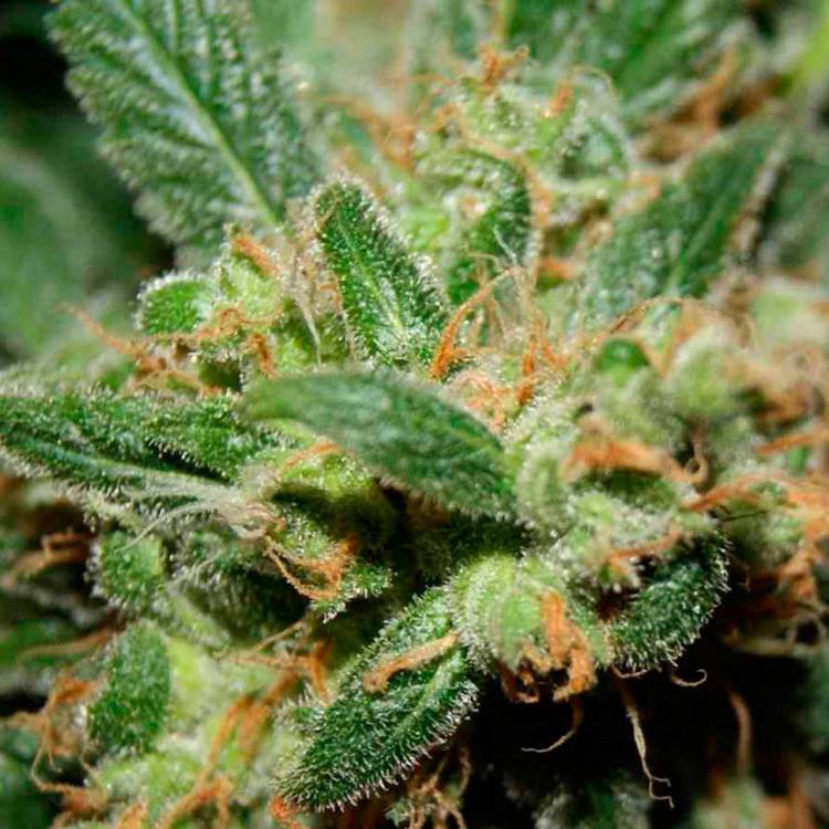Тұқымдар тұқымдары Freddy's Best feminised Ganja Seeds