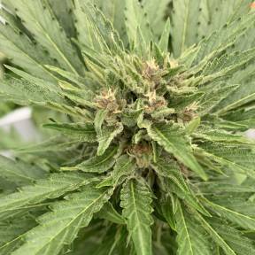 Auto Fat Banana feminised Ganja Seeds