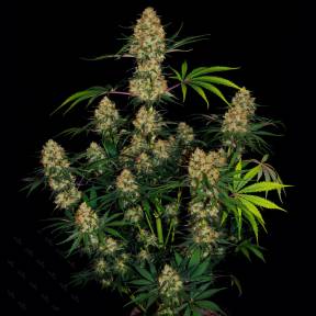 Auto Hindu Kush feminised Ganja Seeds