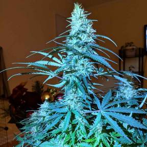 Каннабис тұқымдары Anesthesia regular Ganja Seeds