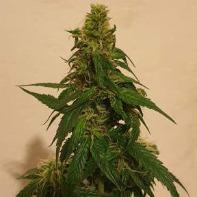 Тұқымдар тұқымдары Gelato feminised Ganja Seeds