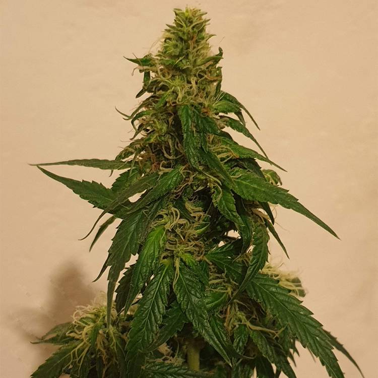 Тұқымдар тұқымдары Gelato feminised Ganja Seeds