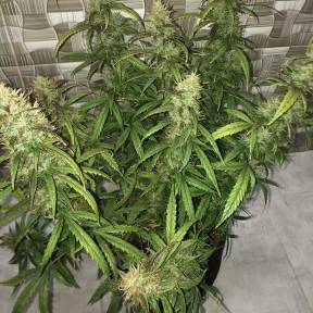 Auto Lemon Kix feminised Ganja Seeds
