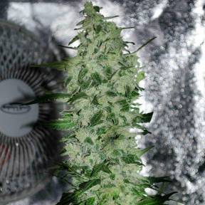 Тұқымдар тұқымдары Nibiru-47 regular Ganja Seeds