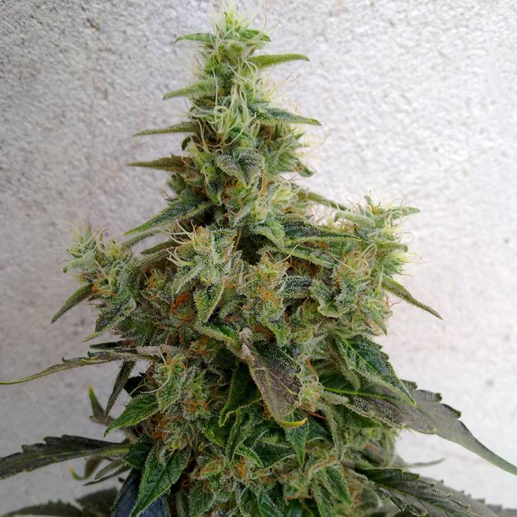 Astana City feminised Bang Seeds