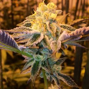 Каннабис тұқымдары Girl Scout Cookies feminised Ganja Seeds