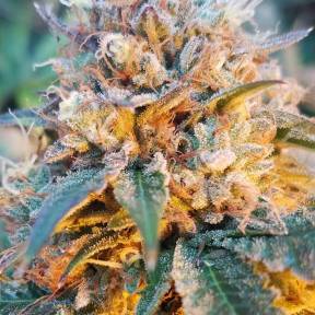 Auto Skywalker OG feminised Ganja Seeds