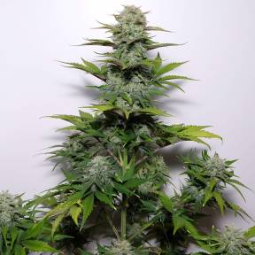 Марихуана тұқымдары G-13 regular Ganja Seeds