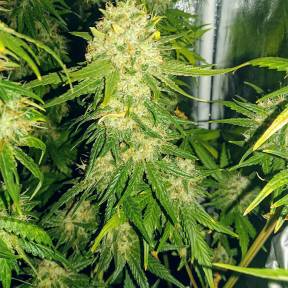 Тұқымдар тұқымдары Haze feminised Ganja Seeds