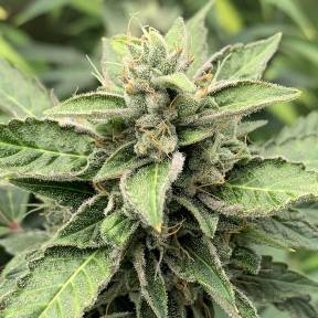 Марихуана тұқымдары Orange Skunk regular Ganja Seeds