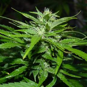 Auto Sour Diesel feminised Ganja Seeds