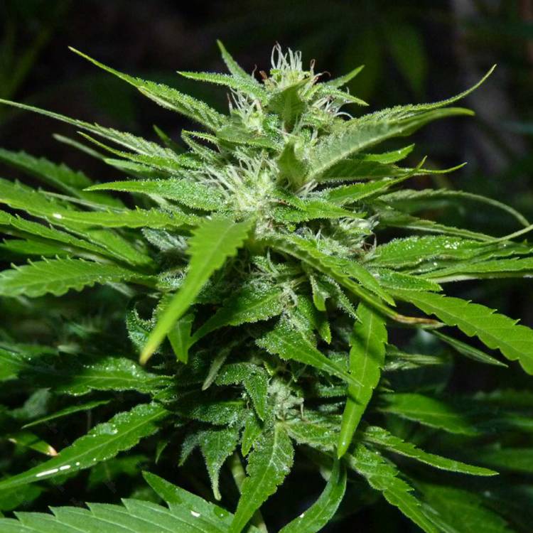 Auto Sour Diesel feminised Ganja Seeds