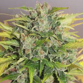Balkhash feminised Bang Seeds