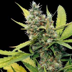 Каннабис тұқымдары Honey B feminised Ganja Seeds