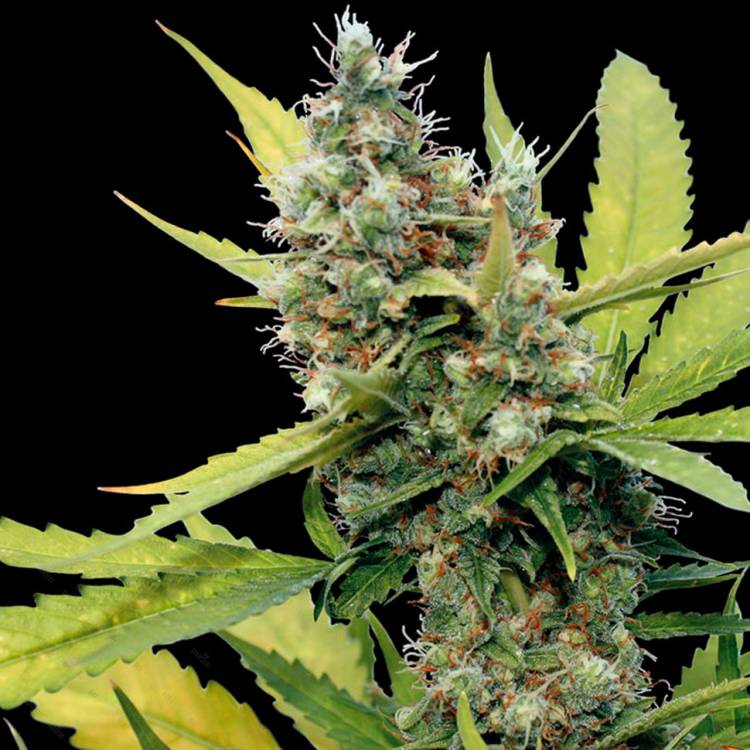 Каннабис тұқымдары Honey B feminised Ganja Seeds