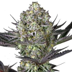 Do-Si-Dos feminised Ganja Seeds