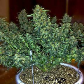 Auto Sweet Tooth regular Ganja Seeds