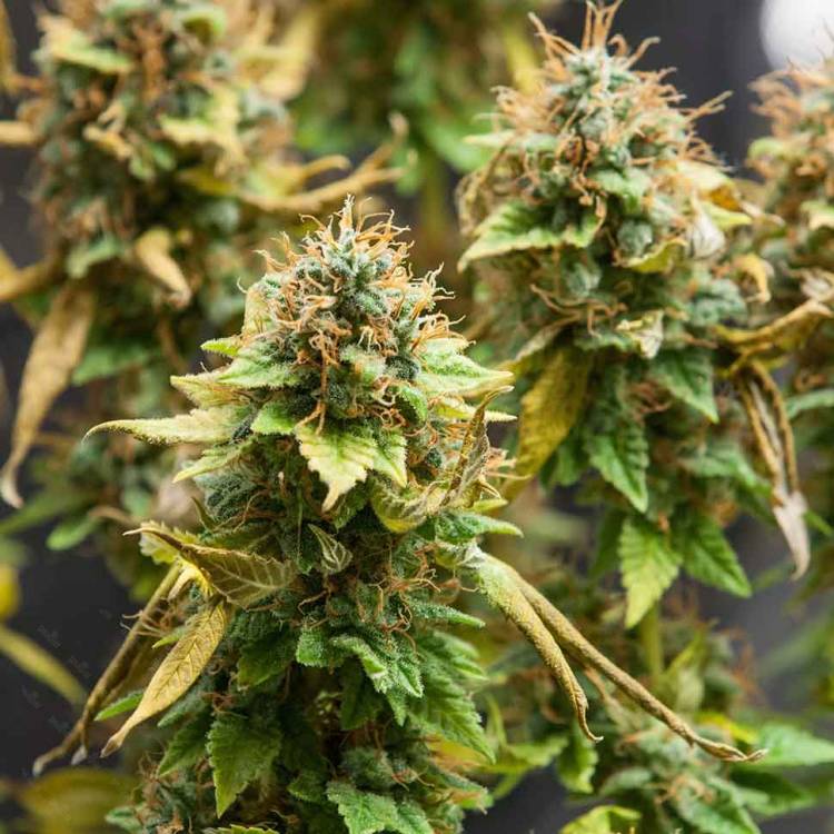 Каннабис тұқымдары Acid regular Ganja Seeds