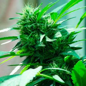 Тұқымдар Nibiru feminised Ganja Seeds