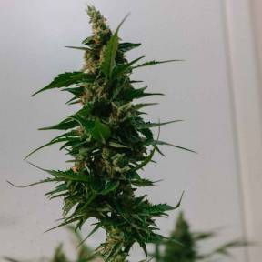 Каннабис тұқымдары Brainstorm regular Ganja Seeds