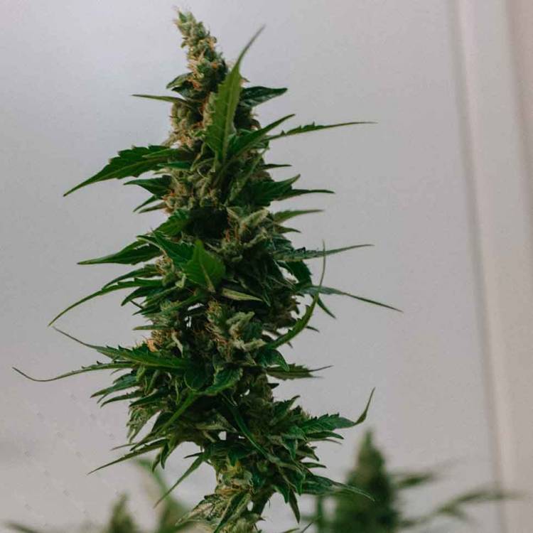 Каннабис тұқымдары Brainstorm regular Ganja Seeds