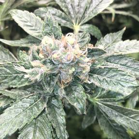 Каннабис тұқымдары Haze regular Ganja Seeds