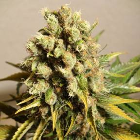 Каннабис тұқымдары Ganesh Spirit regular Ganja Seeds